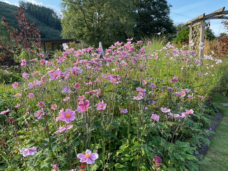 Aberangell Village Gardens